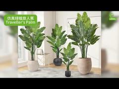 कृत्रिम यात्री ताड़ यथार्थवादी पत्ती के किनारों के साथ 160 सेमी 180 सेमी | जीवंत नकली स्वर्ग का पक्षी