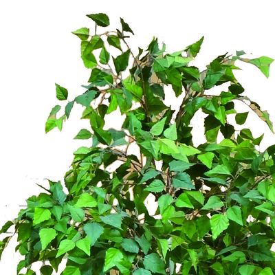 Besting Selling No Nursing Artificial White Birch Bonsai Evergreen With Real Bark For Balcony