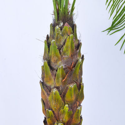 190cm Artificial Plants Phoenix Palm Tree Evergreen Indoor Palm Tree Rainstorm Style Palm Tree