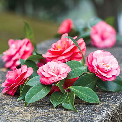 Artificial Camellia Potted Plant No Litght Fresh Leaves Red And Green Mixed Plant Indoor Decor