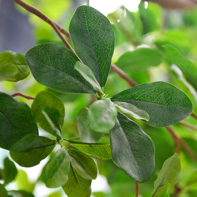 Artificial Banyan Tree For Decoration, Customized UV-Resistant And Flame-Retardant 5M Height