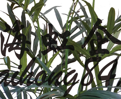 H210cm Artificial Tropical Tree , Artificial Kentia Palm Tree For Indoor Decoration