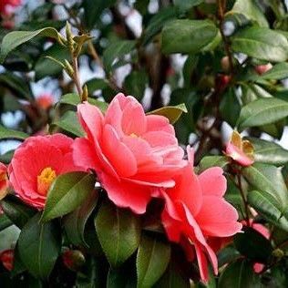 Party Real Touch Artificial Plants 120cm Height Camellia Tree