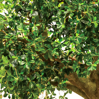 Artificial Pittosporum Ficus Tree No Sunlight S Shape Trunk Wide Leaf Cover Plant