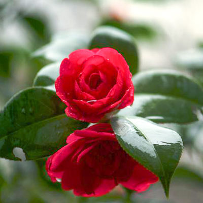 Artificial Camellia Potted Plant No Litght Fresh Leaves Red And Green Mixed Plant Indoor Decor