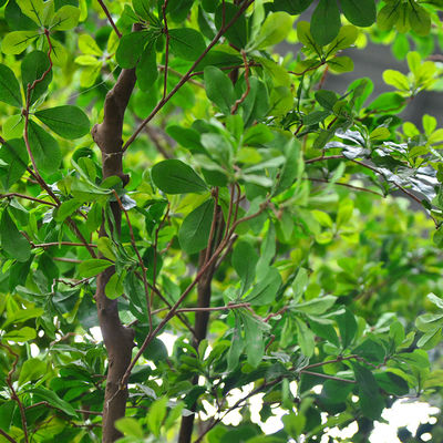 Artificial Banyan Tree For Decoration, Customized UV-Resistant And Flame-Retardant 5M Height