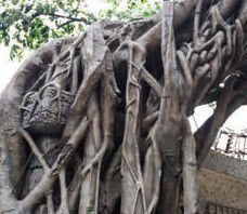 Customized Fiberglass GRC Landscaping Fake Tree For Garden Airport